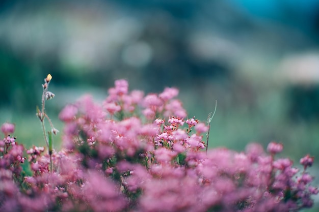 small pink flowers