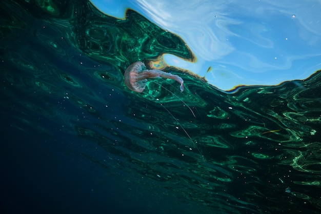 Small pink jellyfish swimming under dark water near rippling sea surface on sunny day