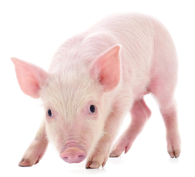 Small pink pig isolated