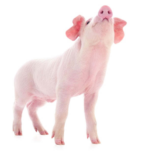 Small pink pig isolated