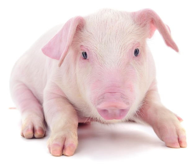 Small pink pig isolated