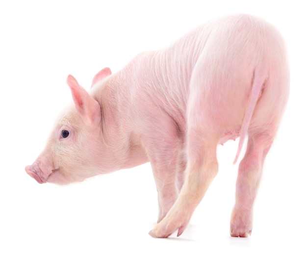 Small pink pig isolated