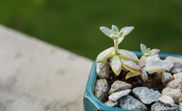 A small plant in a blue pot with small rocks in it.