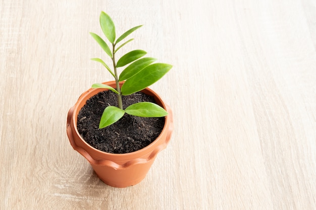 Small plant in a brown pot 