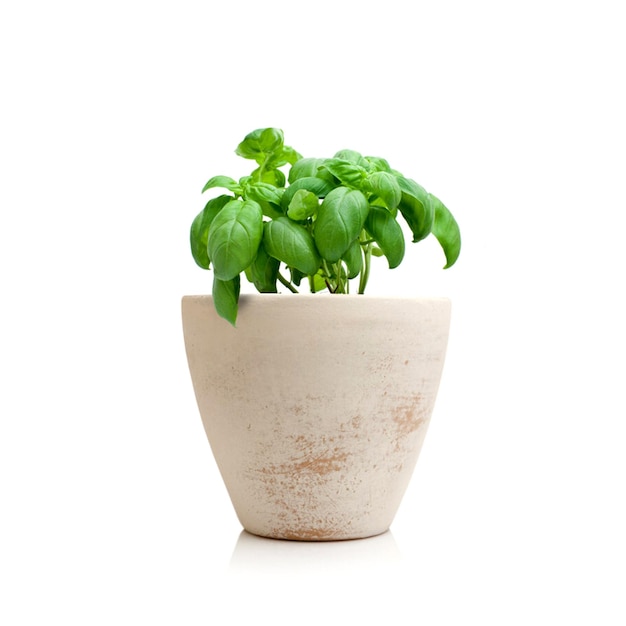 A small plant in a clay pot on a white background