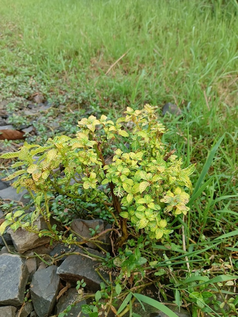 A small plant growing out of rocks