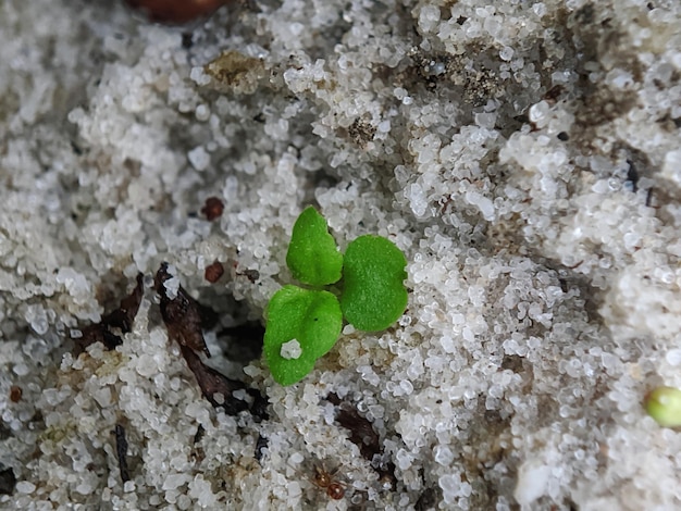 A small plant is growing in the sand