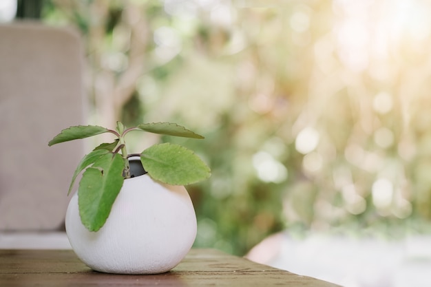 small plant in a pot displayed in the wooden table with sun ray