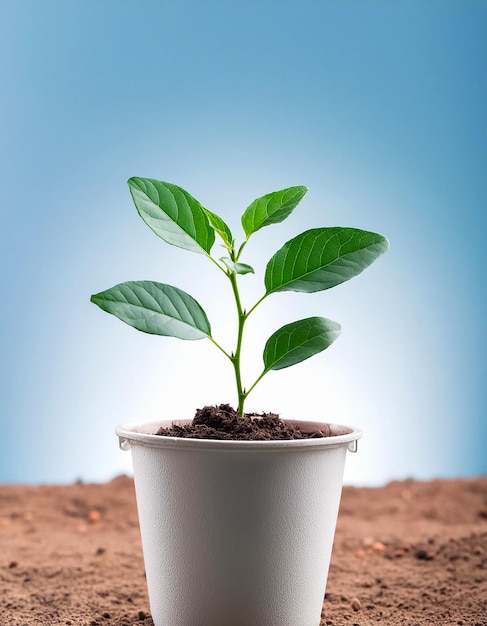 Small plant in pot isolated on white background by front view