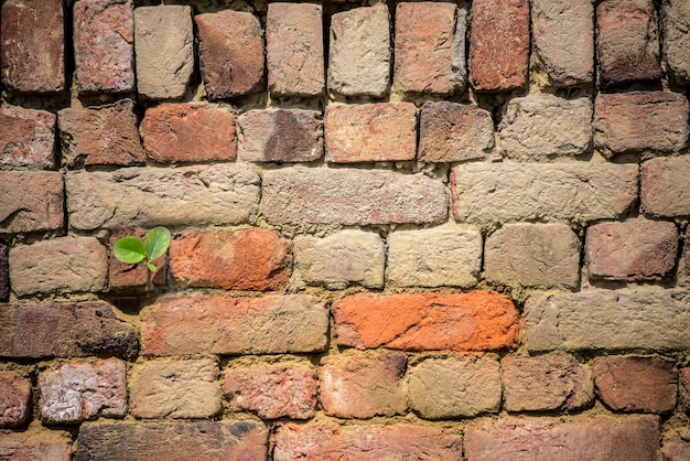 Small Plant with in Brick wall