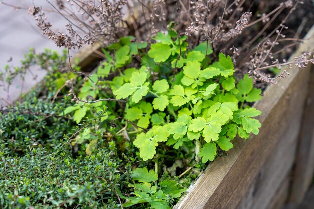 A small plant with green leaves sits in a wooden planter