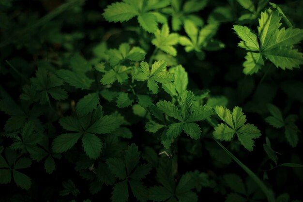 a small plants in a shadow of the deep forest