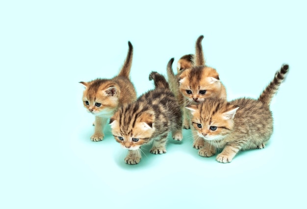 Small playful domestic kittens