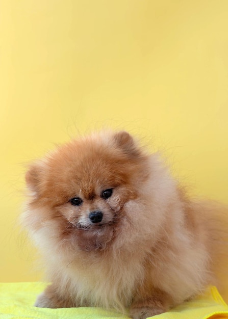 Photo a small pomeranian dog is sitting on a litter the muzzle is stained with cottage cheese closeup