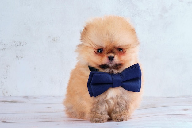 A small pomeranian dog puppy with a big butterfly on its neck