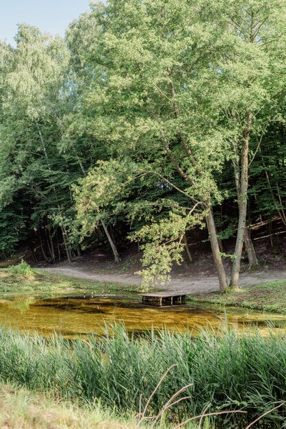 Photo a small pond with a tree in the middle of it