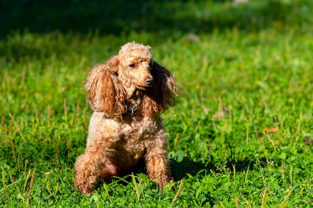 Small poodle close-up on a green field...