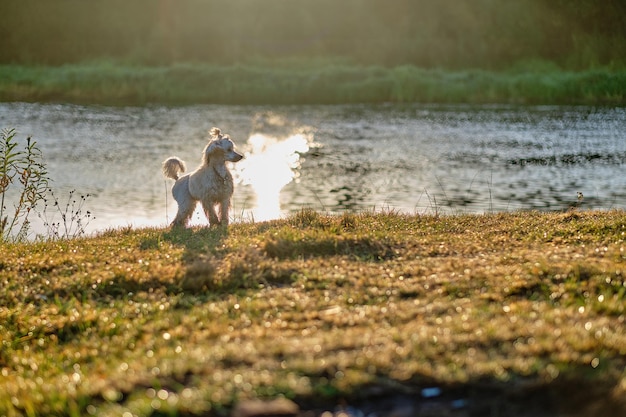 Small poodle on the riverbank in the rays of the rising sun