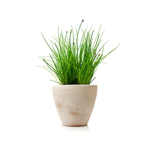 A small potted grass with a white background