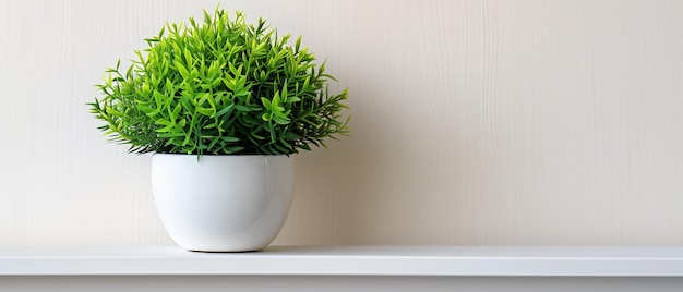 A small potted plant sits on a white shelf