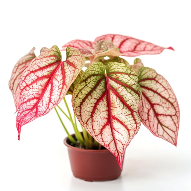 Photo a small potted plant with pink and green leaves isolated in white background