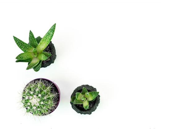 Small potted plants and cactus on white background