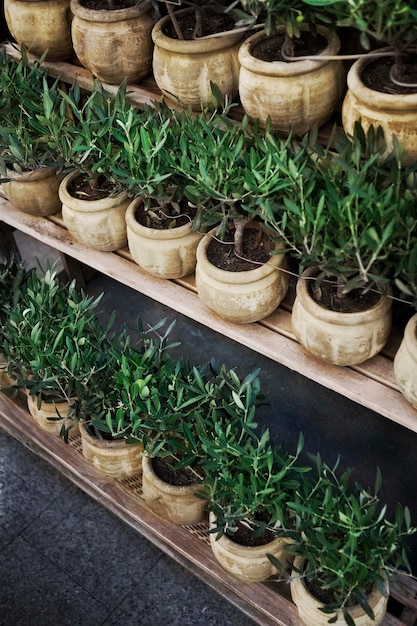 Small potted trees on shelves