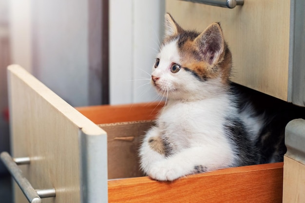 A small pretty kitten sits in the kitchen in a drawer and looks up intently Interesting and funny cats