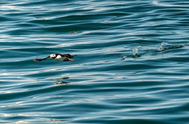 Small puffin taking off from Resurrection Bay near Seward