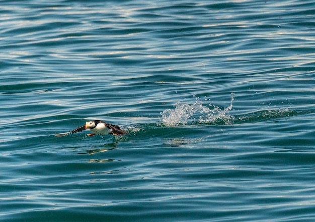 Small puffin taking off from resurrection bay near seward