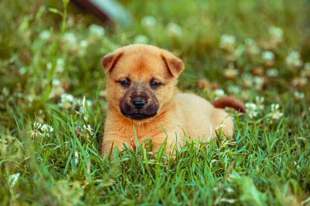 Photo small puppies playing on green grass