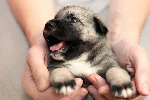 A small puppy in the hands of a man