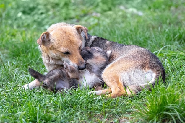 A small puppy is playing next to his mother in a garden on the grass