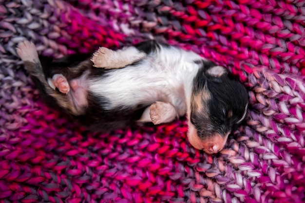 A small puppy is sleeping on a pink and purple knitted blanket.