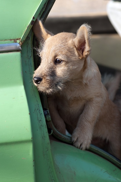 A small puppy looks out of the car.