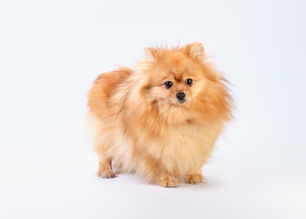 A small puppy of a purebred red pomeranian on a white background