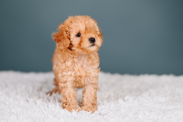 Small Puppy ToyPoodle Peach color Curly Little Dog on Blue background