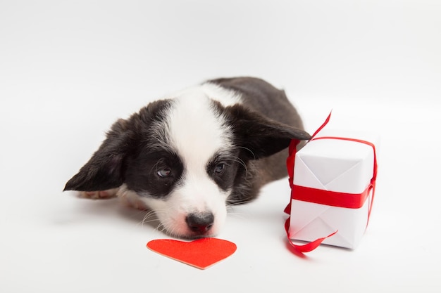 Small puppy welsh corgi cardigan playing with red heart on white background adorable domestic cute p...