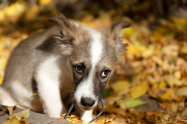 A small puppy with a guilty look in a fallen leaf