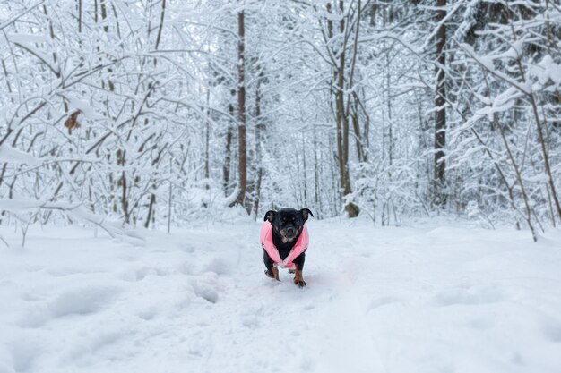 Photo a small purebred dog in winter in a public park animal themes pets