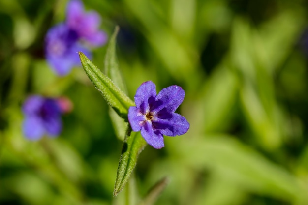 Small purple flowers on a country path