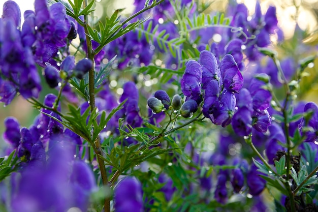 Small purple flowers on green foliage background