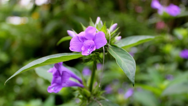 Small purple flowers