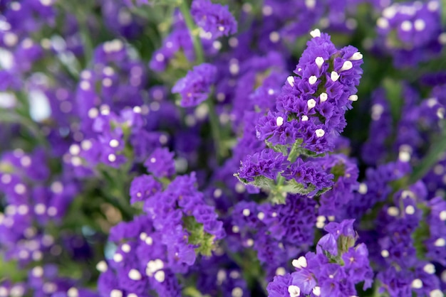 Small purple flowers.