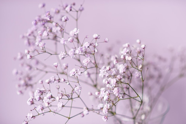 Small purple and white gypsophila flowers stand in a vase on a lilac background