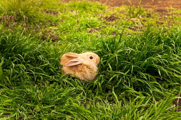 A small rabbit sits in the green grass