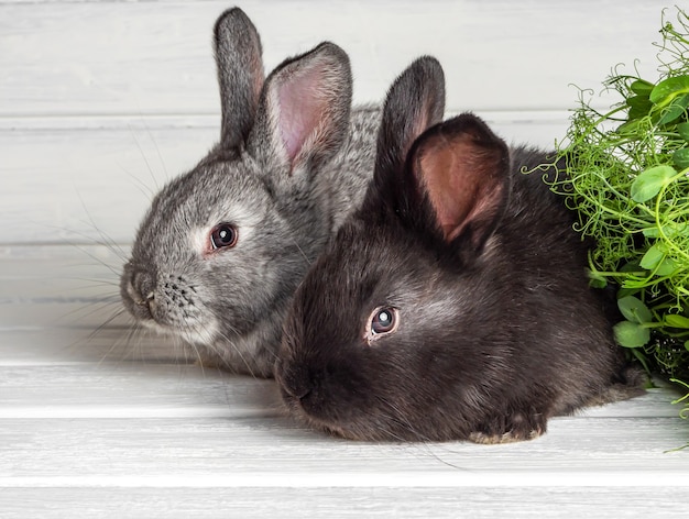 Small rabbits on a light surface. Close-up.