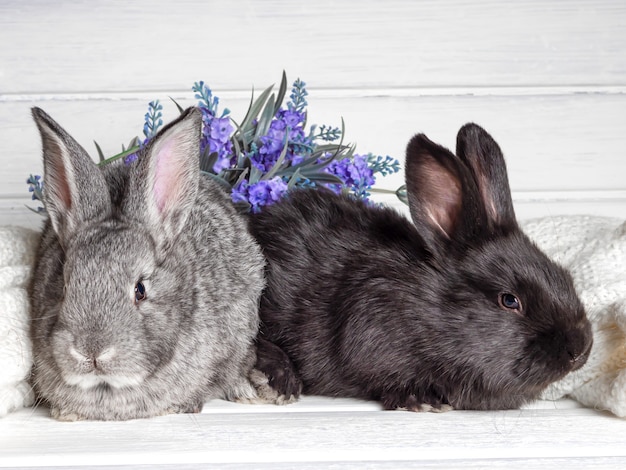 Small rabbits on a light surface. Close-up.