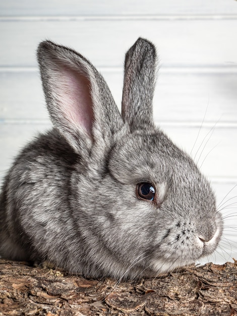 Small rabbits on a light surface. Close-up.