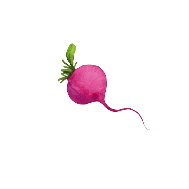 Small radish without leaves